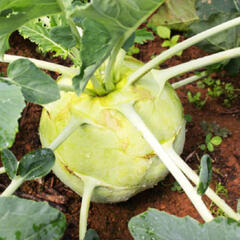 Kedluben bílý 'Gigant' - Brassica oleracea v.gongylodes 'Gigant'