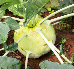 Kedluben bílý 'Gigant' - Brassica oleracea var.gongylodes 'Gigant'