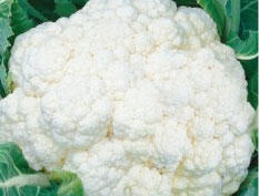 Květák pozdní 'Octavián' - Brassica oleracea var.botrytis 'Octavián '