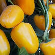 Paprika balkonová 'Yala Gold' - Capsicum annuum 'Yala Gold'