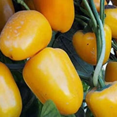 Paprika balkonová 'Yala Gold' - Capsicum annuum 'Yala Gold'