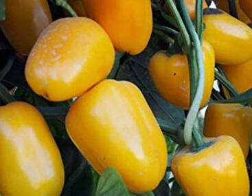 Paprika balkonová 'Yala Gold'