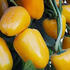 paprika-balkonova-yala-gold.jpg