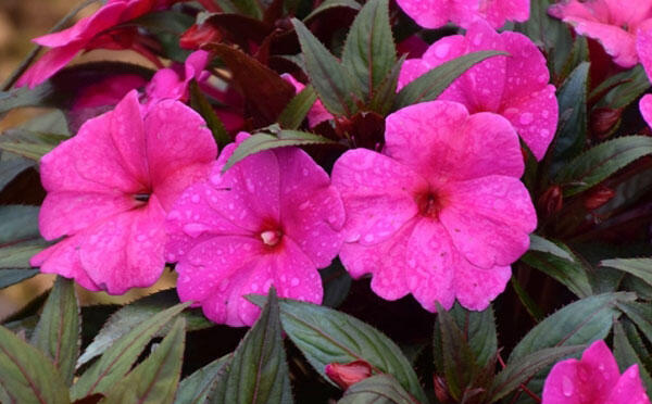 Netýkavka 'Magnum Blue' - Impatiens Neu Guinea 'Magnum Blue'