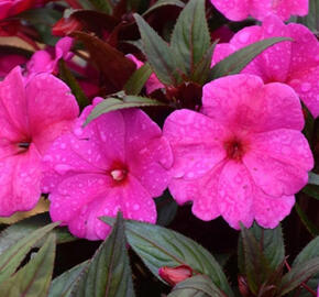 Netýkavka 'Magnum Blue' - Impatiens Neu Guinea 'Magnum Blue'