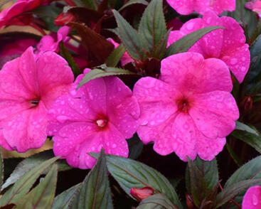 Netýkavka, balzamína 'Magnum Blue'