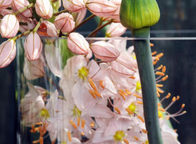 Liliochvostec - Eremurus robustus