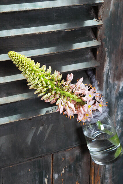 Liliochvostec - Eremurus robustus