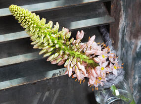 Liliochvostec - Eremurus robustus