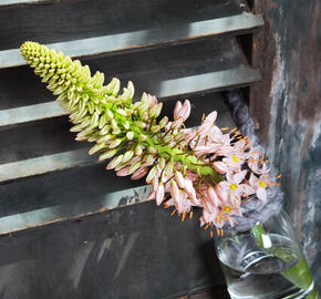Liliochvostec - Eremurus robustus