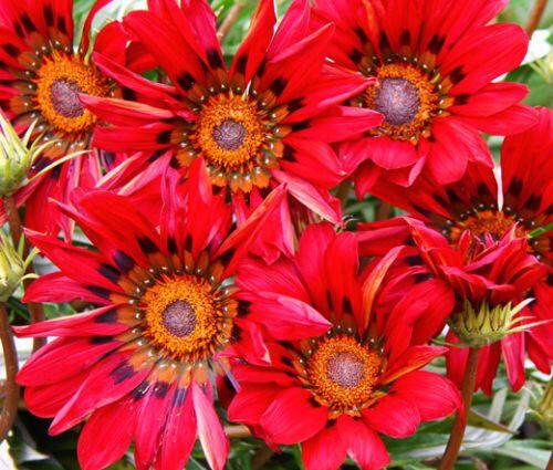 Gazánie zářivá 'Siesta Red' - Gazania rigens 'Siesta Red'