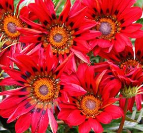 Gazánie zářivá 'Siesta Red' - Gazania rigens 'Siesta Red'