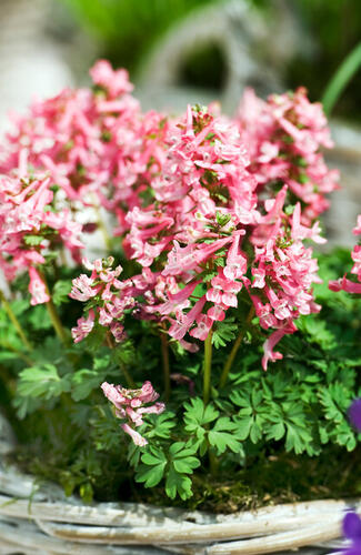 Dymnivka plná - Corydalis solida