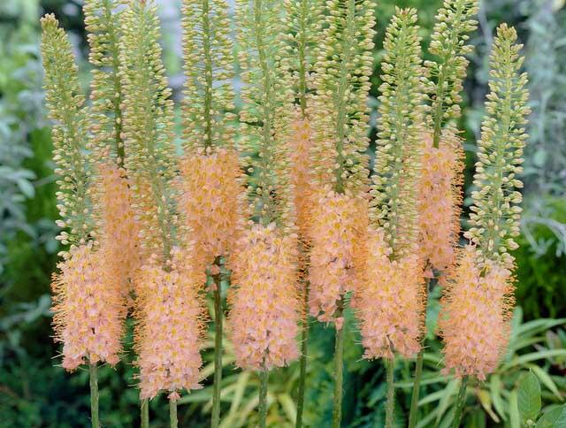 Liliochvostec 'Romance' - Eremurus 'Romance'