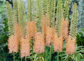 Liliochvostec 'Romance' - Eremurus 'Romance'