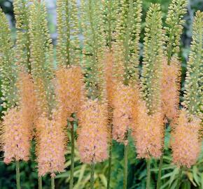 Liliochvostec 'Romance' - Eremurus 'Romance'