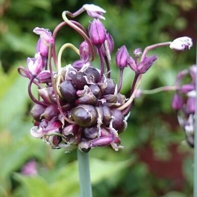 Česnek ořešec 'Art' - Allium scorodoprasum 'Art'
