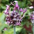 Okrasný česnek 'Art' - Allium scorodoprasum 'Art'