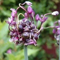 Česnek ořešec 'Art' - Allium scorodoprasum 'Art'