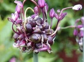Česnek ořešec 'Art' - Allium scorodoprasum 'Art'