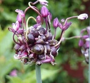 Okrasný česnek 'Art' - Allium scorodoprasum 'Art'