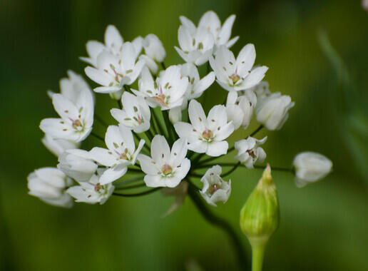 Česnek cowanii - Allium cowanii