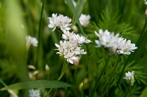 Česnek cowanii - Allium cowanii