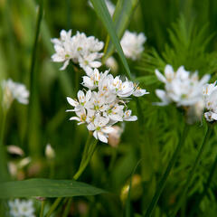 Česnek cowanii - Allium cowanii