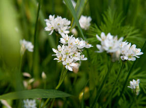 Česnek cowanii - Allium cowanii