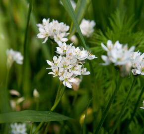 Česnek cowanii - Allium cowanii