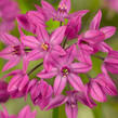 Česnek vysokohorský - Allium oreophilum