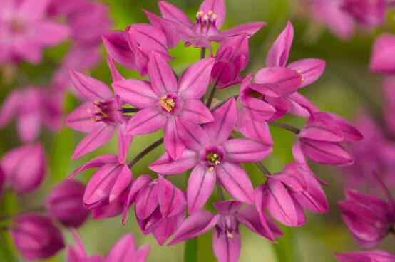 Česnek vysokohorský - Allium oreophilum