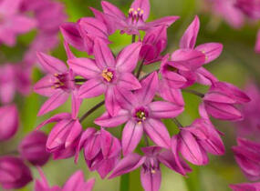 Česnek vysokohorský - Allium oreophilum