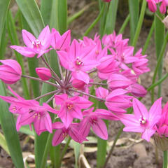 Česnek vysokohorský - Allium oreophilum