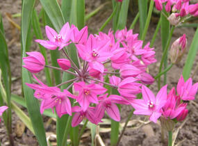 Česnek vysokohorský - Allium oreophilum