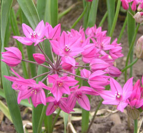 Okrasný česnek vysokohorský - Allium oreophilum