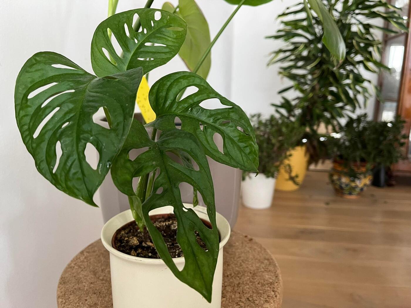 monstera