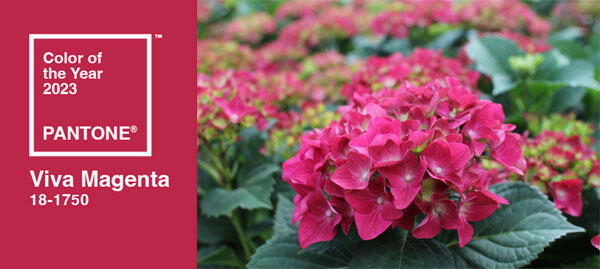 Hydrangea macrophylla ''Hot Red''