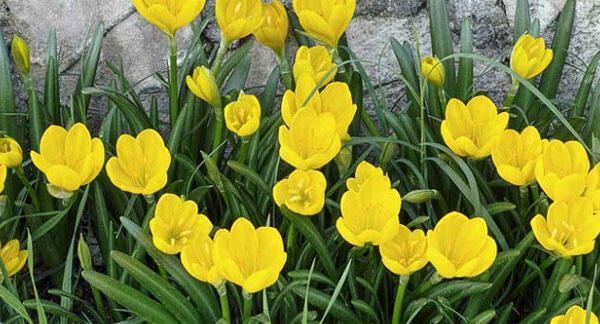 Lužanka žlutá - Sternbergia lutea