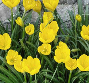 Lužanka žlutá - Sternbergia lutea