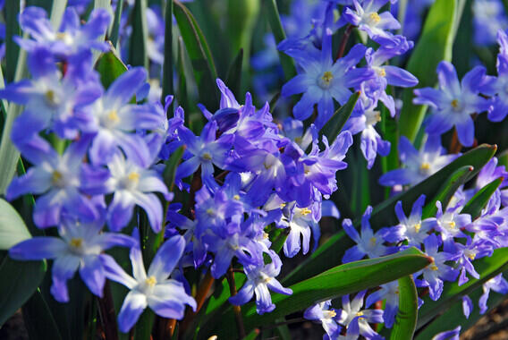 Ladoňka bleděmodrá 'Blue Giant' - Chionodoxa forbesii 'Blue Giant'
