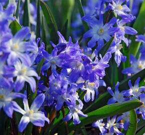 Ladoňka bleděmodrá 'Blue Giant' - Chionodoxa forbesii 'Blue Giant'