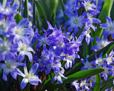 Ladoňka bleděmodrá 'Blue Giant'