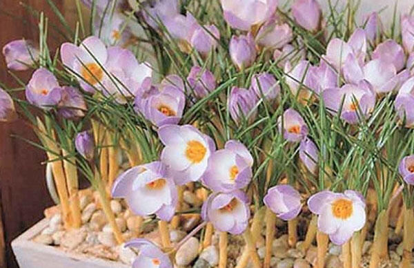 Krokus, šafrán botanický sieberi 'Firefly' - Crocus sieberi 'Firefly'