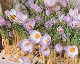 Krokus, šafrán botanický sieberi 'Firefly'