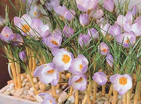 Krokus, šafrán botanický sieberi 'Firefly' - Crocus sieberi 'Firefly'