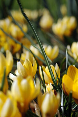 Krokus, šafrán zlatý 'Romance' - Crocus chrysanthus 'Romance'