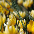 Krokus, šafrán zlatý 'Romance' - Crocus chrysanthus 'Romance'