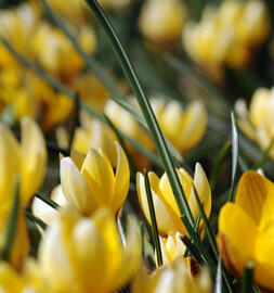 Krokus, šafrán zlatý 'Romance' - Crocus chrysanthus 'Romance'