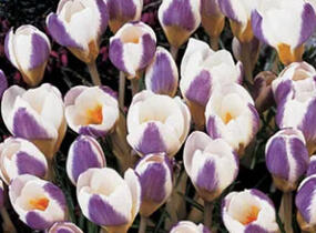 Krokus, šafrán zlatý 'Prins Claus' - Crocus chrysanthus 'Prins Claus'